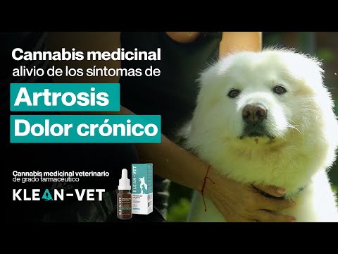 Tomás se recuperó de una artrosis gracias al cannabis medicinal de Klean-Vet®