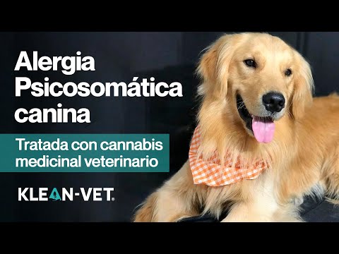 Golden Retriever superá una alergia psicosomatica severa gracias al cannabis medicinal veterinario