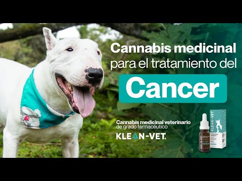 El cannabis medicinal veterinario es un aliado para el tratamientos contra el cáncer