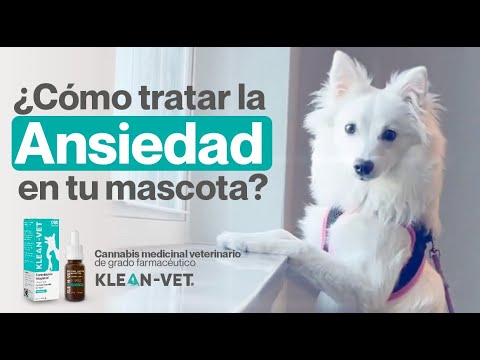 La Ansiedad en perros puede tratarse con cannabis medicinal veterinario