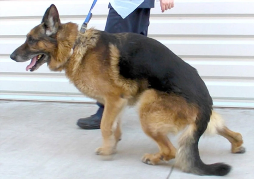 Síndrome Vestibular en perros