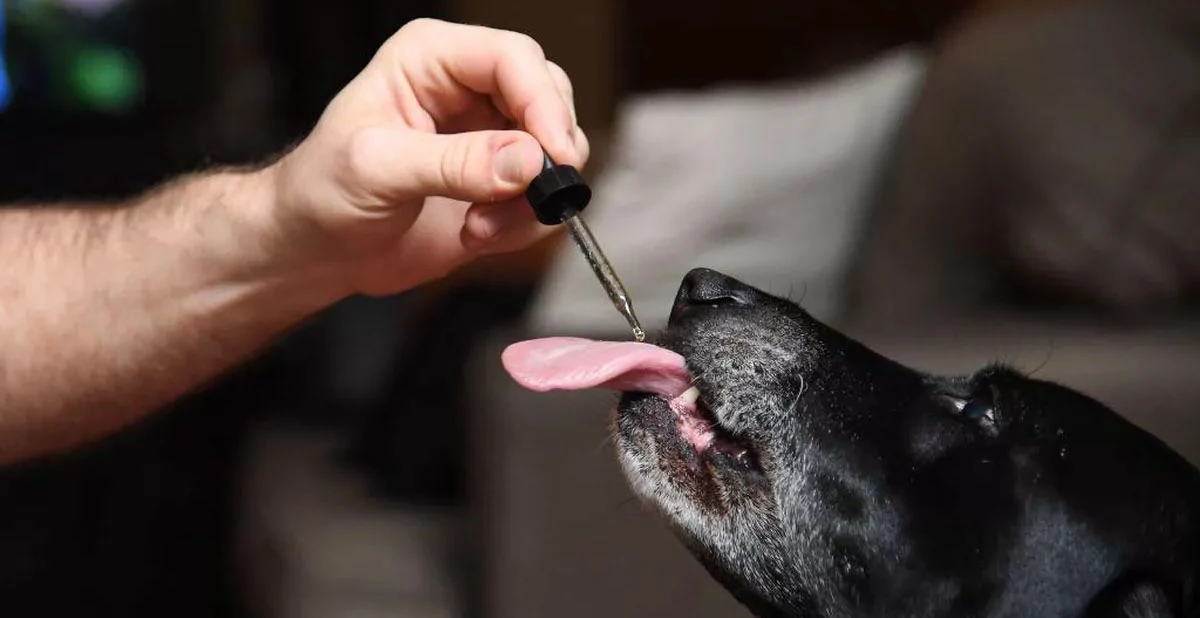 aliviando el dolor analgesico para perros