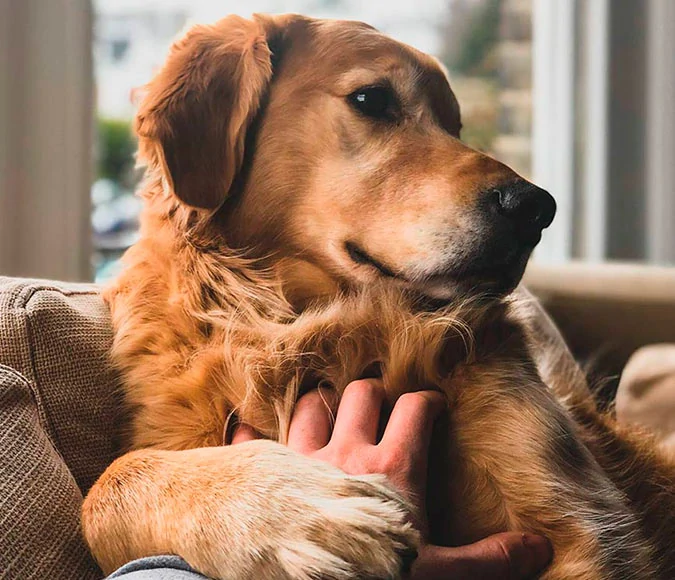 ansiedad en perros y gatos