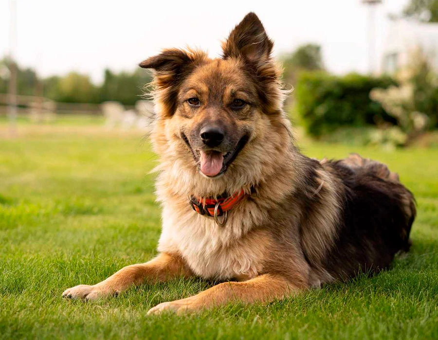 artritis en perros