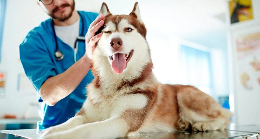 cancer de mama en perros