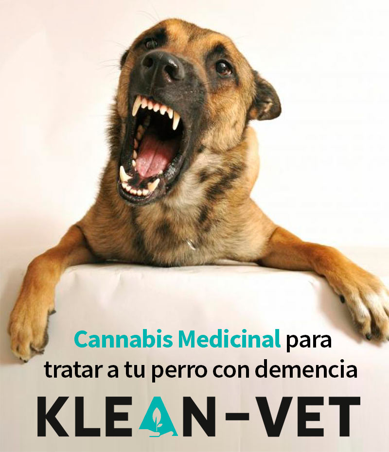 cannabis medicinal para perros con demencia