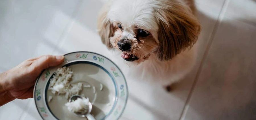 mi perro tiene diarrea