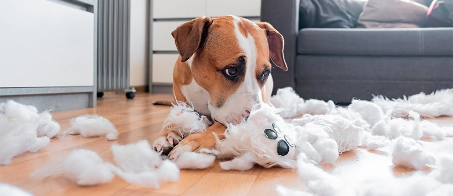 como hacer que mi perro no muerda todo