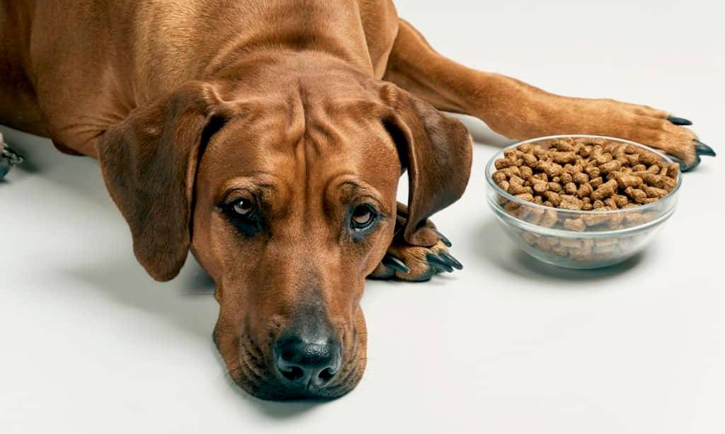 insuficiencia renal aguda en perros tratamiento