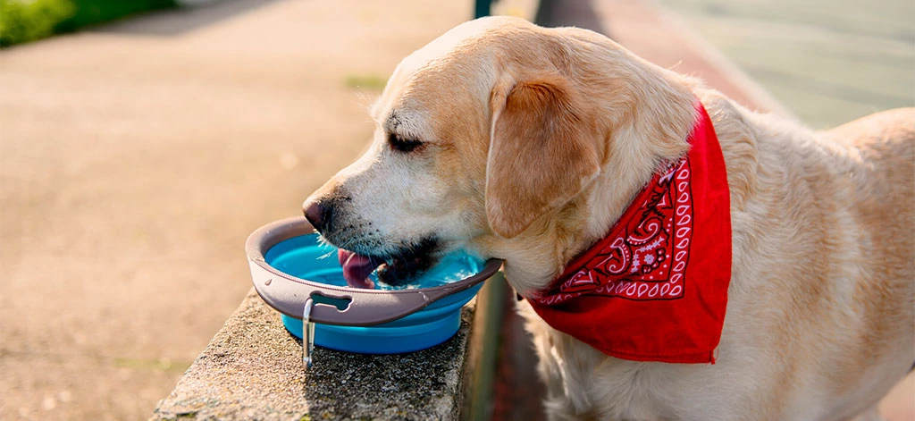 insuficiencia renal en perros sintomas y tratamiento