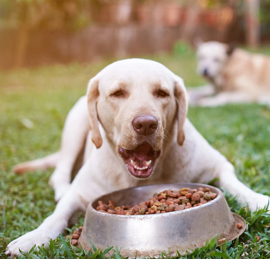 mi perro no quiere comer