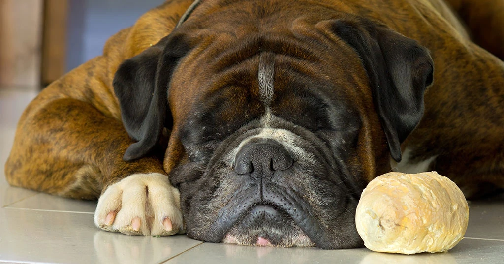 mi perro tiene insuficiencia renal