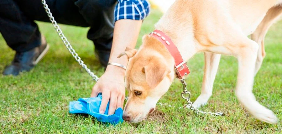 porque los perros comen popo