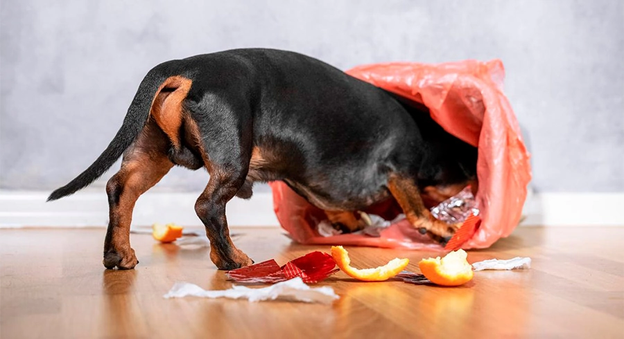 que hacer para que mi perro no coma basura