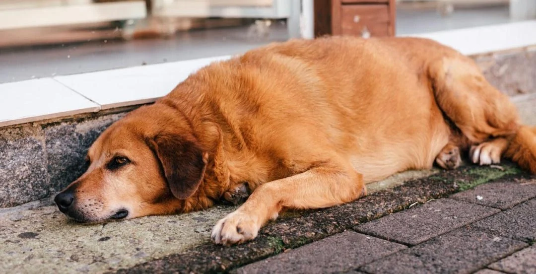 que le puedo dar a mi perro para el dolor