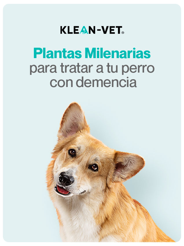 sufren los perros con demencia