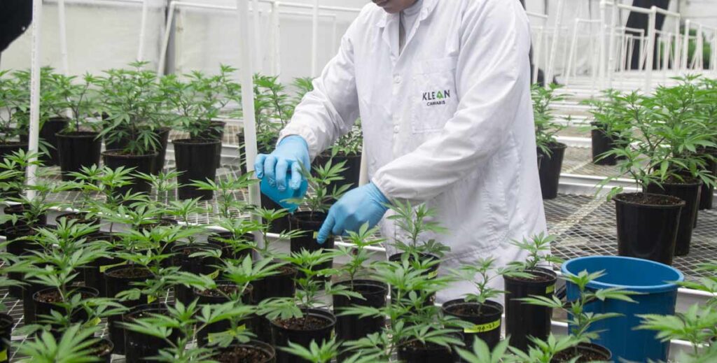 Selección de la planta