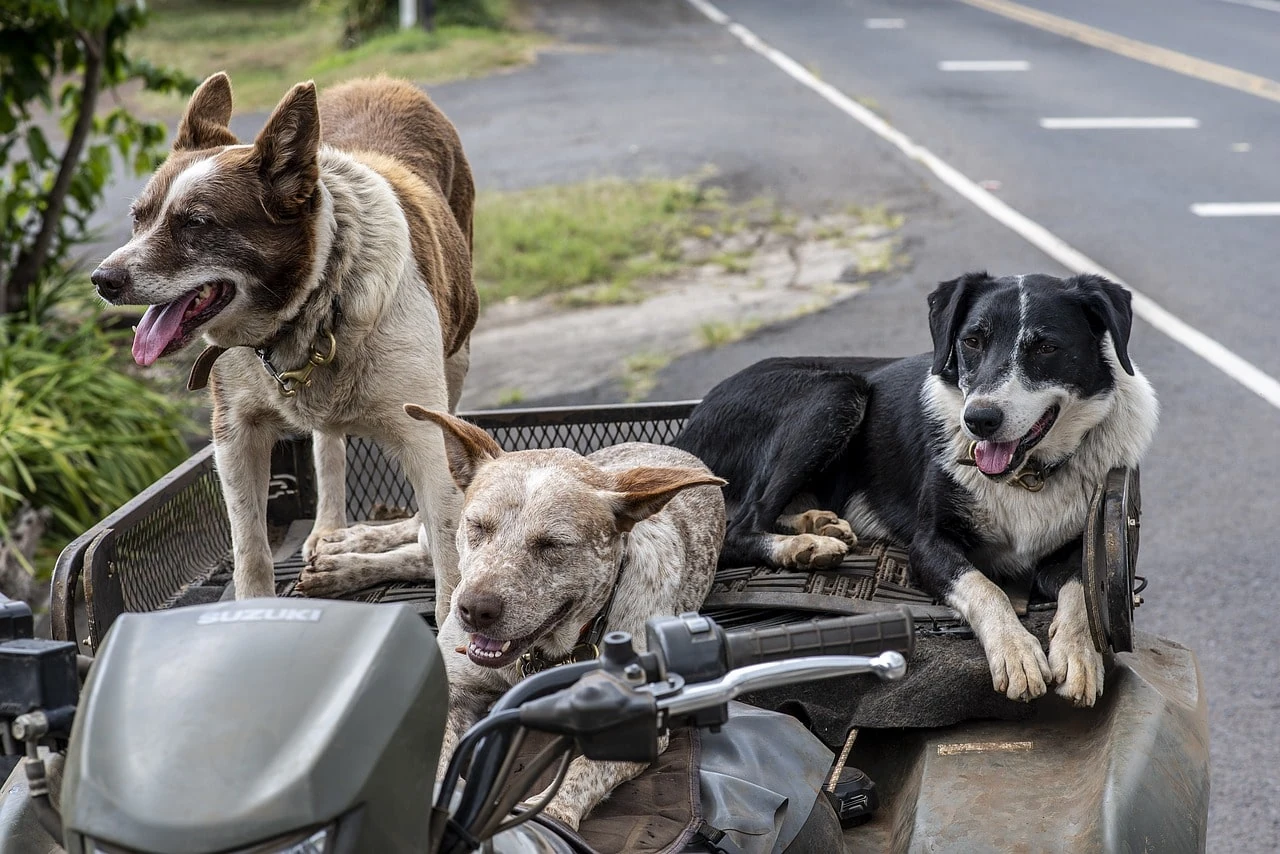 Perros, Mascotas, Animales, Vehículo