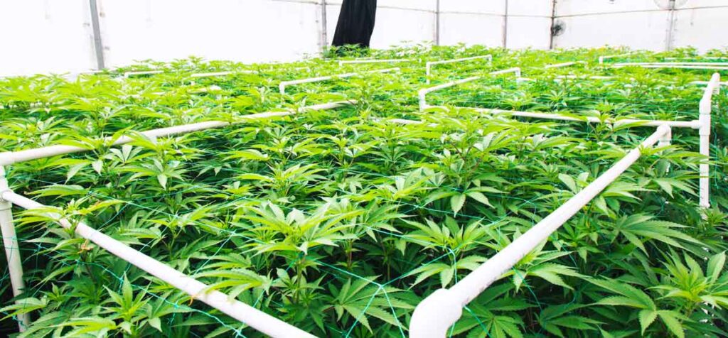 Cosecha de las plantas