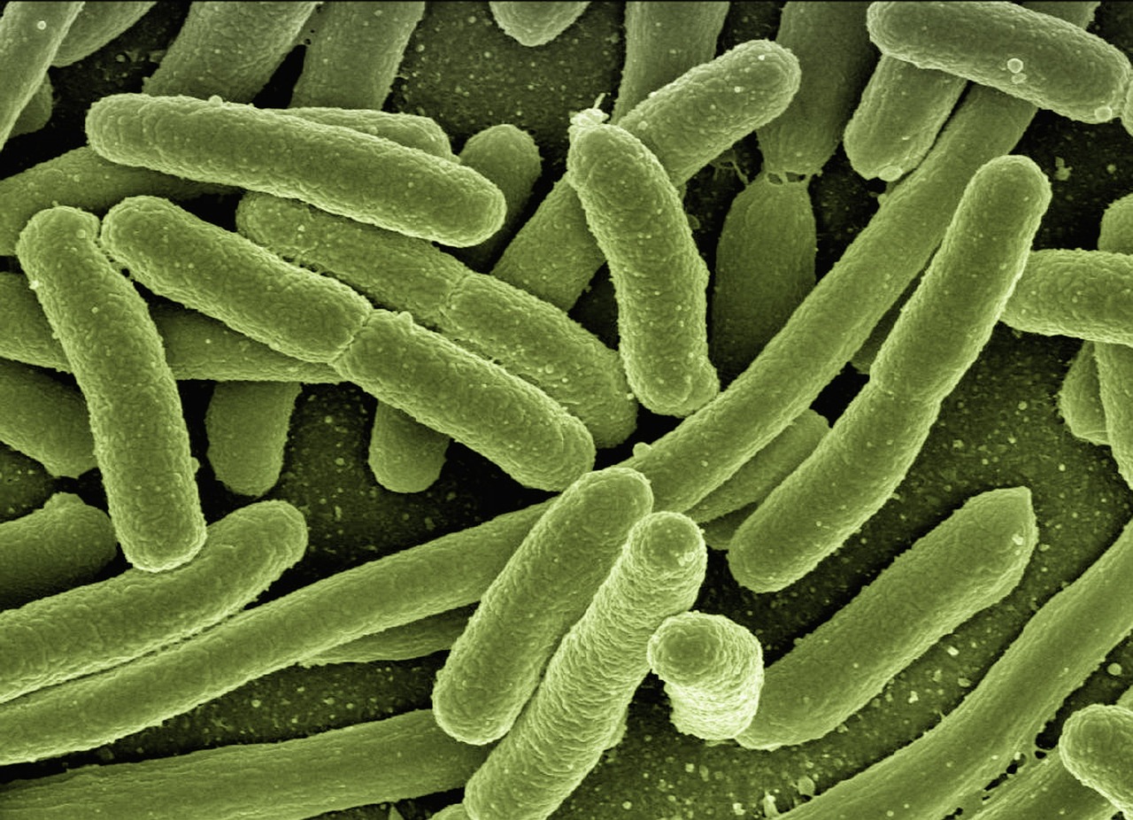 Koli Bacterias, Escherichia Coli