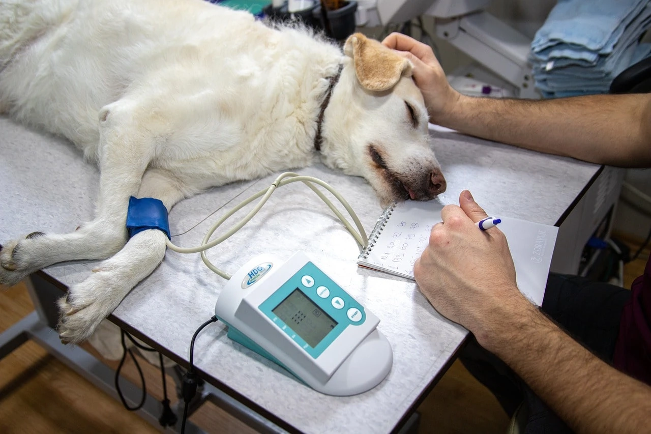 Veterinario, Presión Arterial